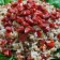 Ensalada Criolla